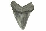 Fossil Megalodon Tooth - South Carolina #370033-1